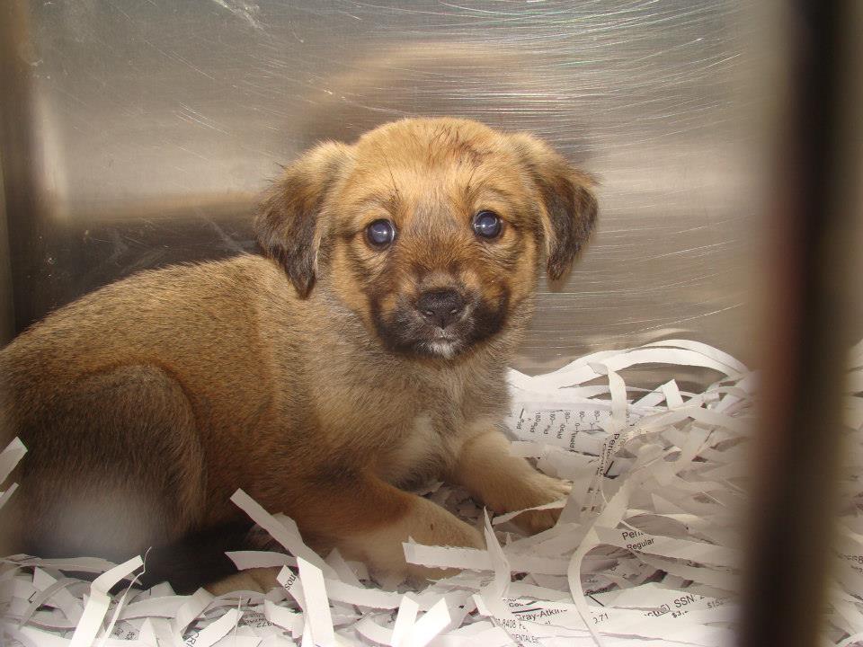 Barrow Shep Mix Puppy