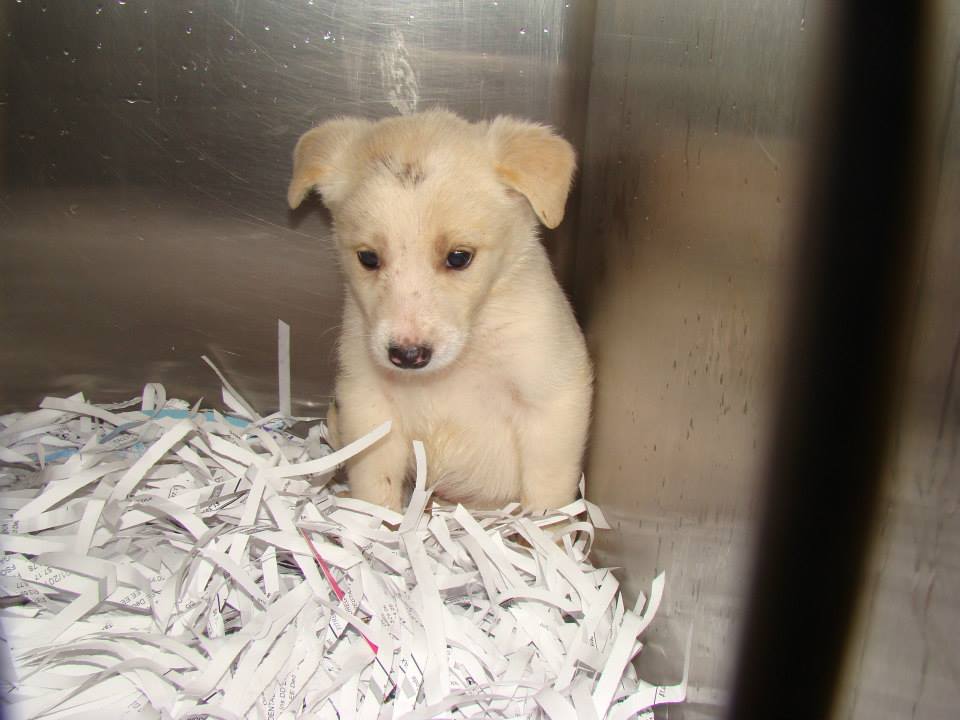 Barrow White Puppy2