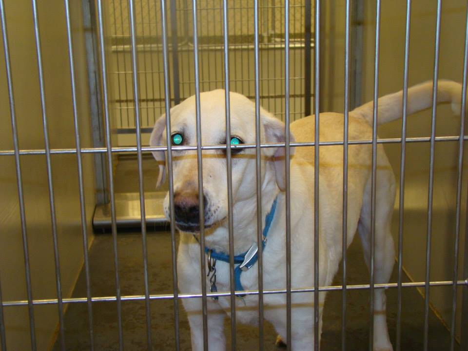 Barrow Yellow Lab