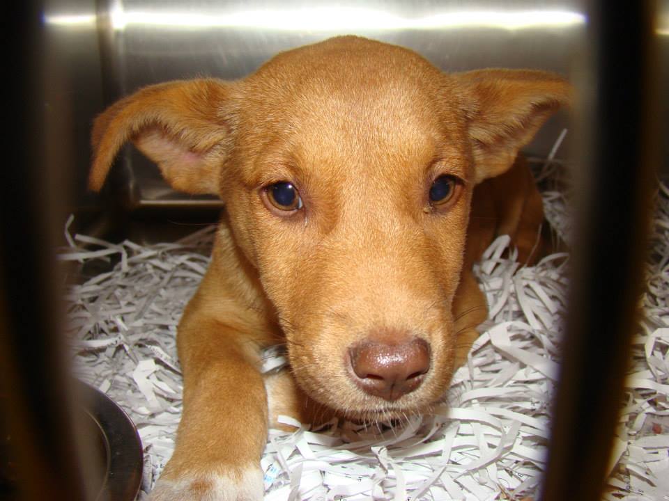Barrow Yoda Ears