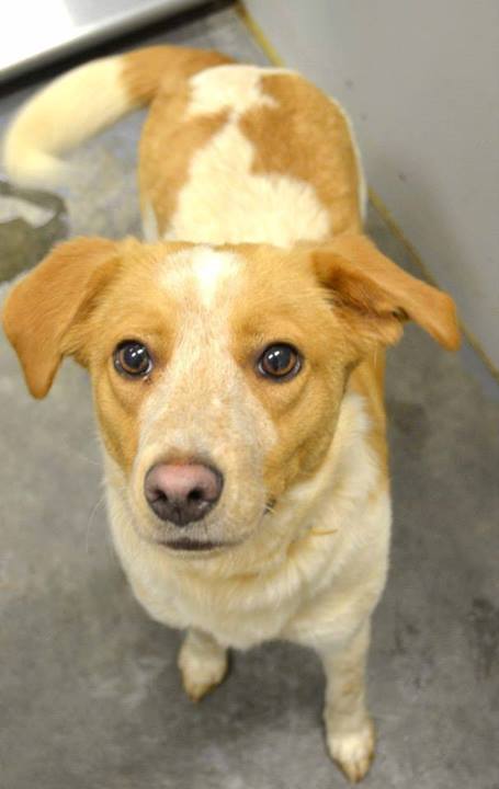BarrowBeagle06191