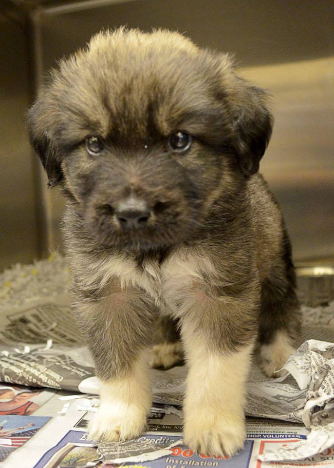 BarrowPuppyTiny