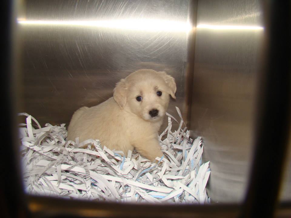 BarrowWhitePuppy