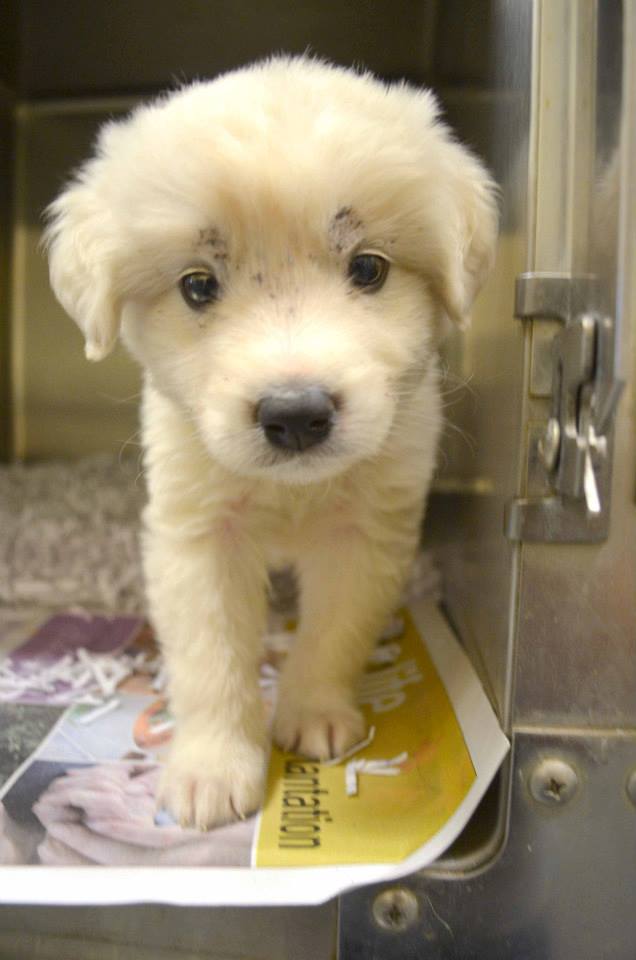 BarrowWhitePuppy0614