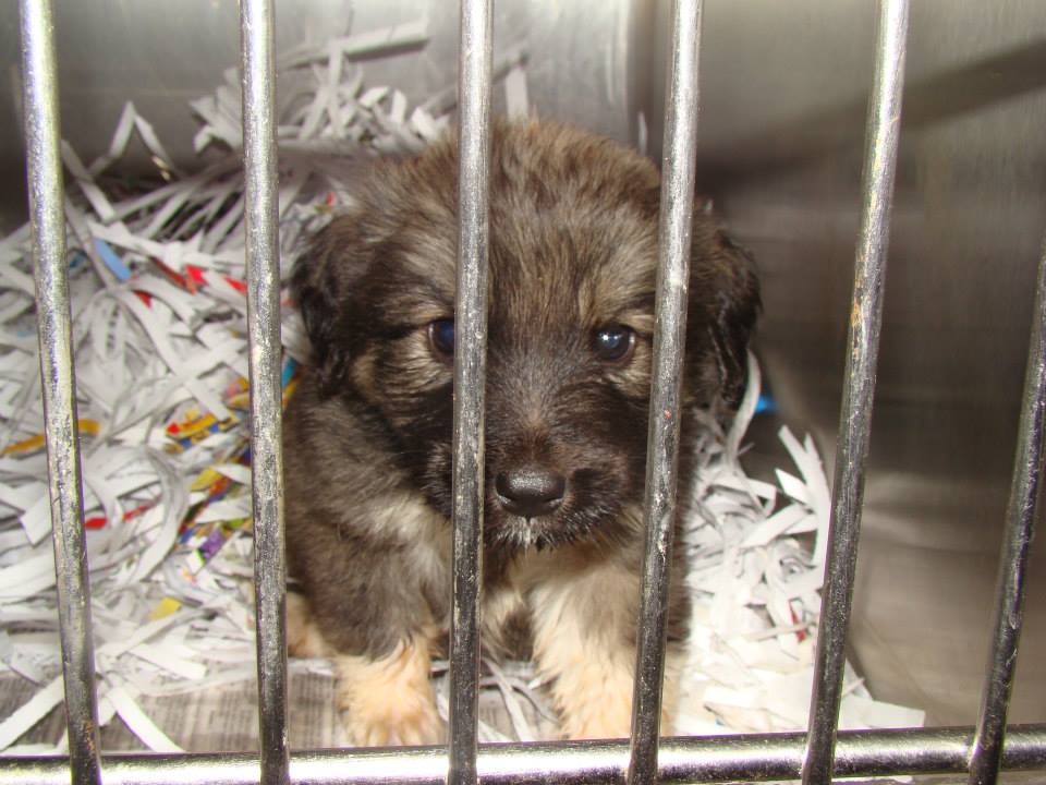 Black Tan Shep Puppy