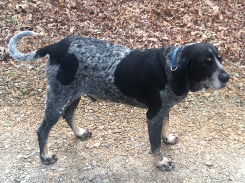 Blue Ridge Bluetick