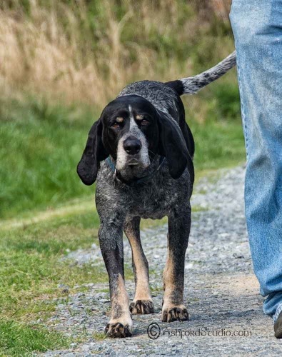 Blue Ridge Bluetick2