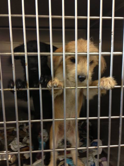 ClaytonTerrierPups