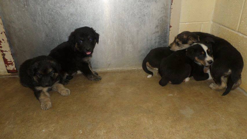 FiveMurrayPuppies