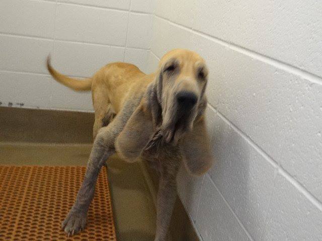 Gwinnett Bloodhound