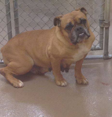 Gwinnett Bulldog