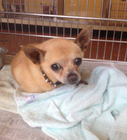 Gwinnett Senior Chihuahua