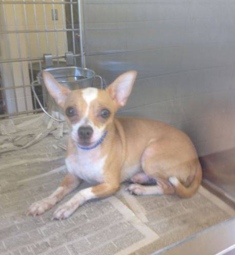 Gwinnett Young Chihuahua