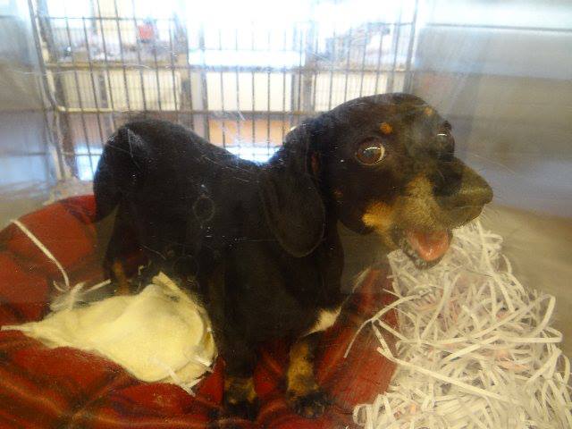 GwinnettDoxie