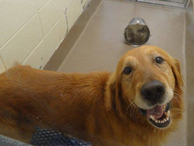 GwinnettGoldenRetriever