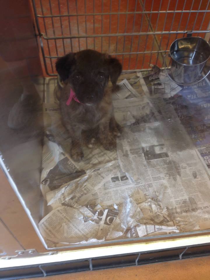 GwinnettPuppy