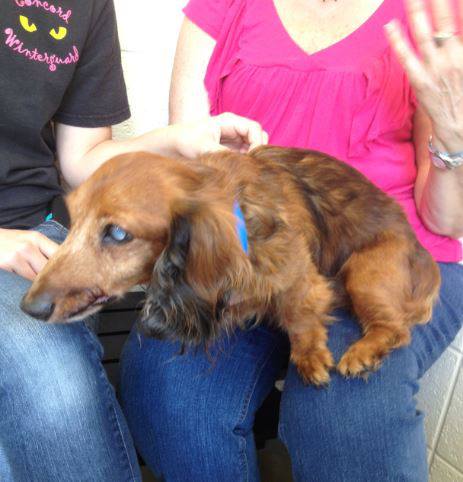 GwinnettSeniorDoxie