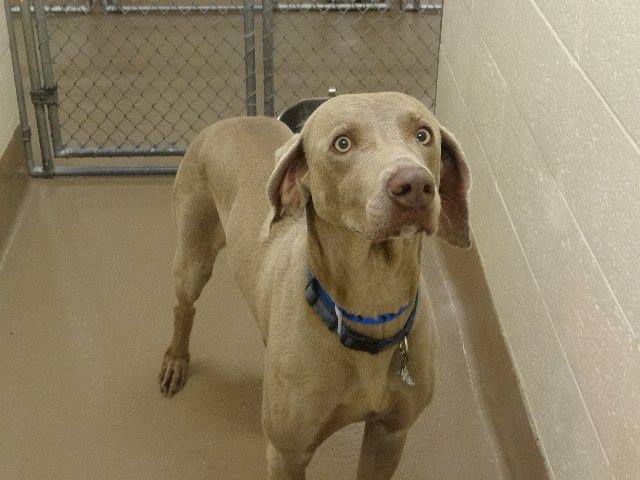GwinnettWeimaraner