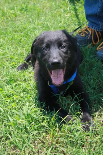 Milledgeville Gus