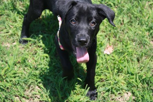 Milledgeville Lucy