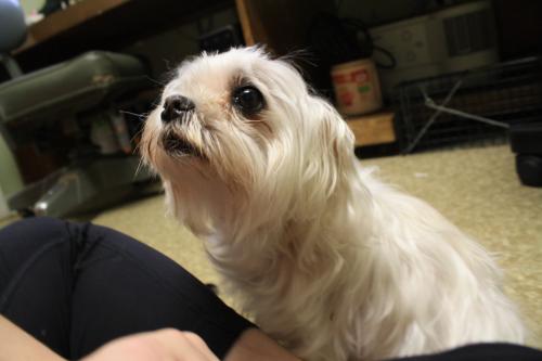 Milledgeville Maltese