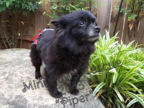 Mini Paws Piper