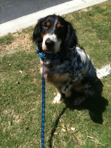 Sadie