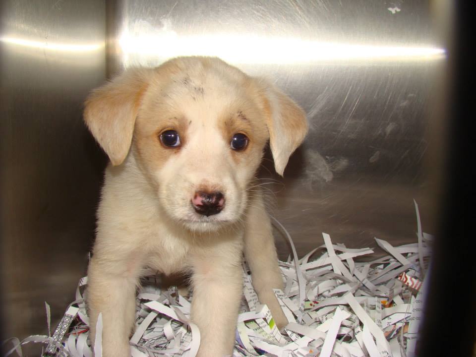 Tan white Puppy