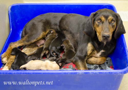 Walton Bessie Puppies