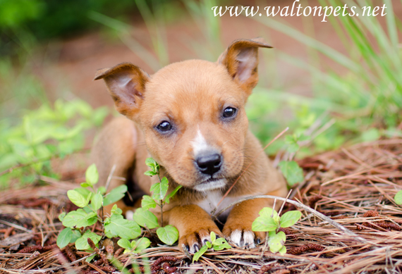 Walton County Bitsy