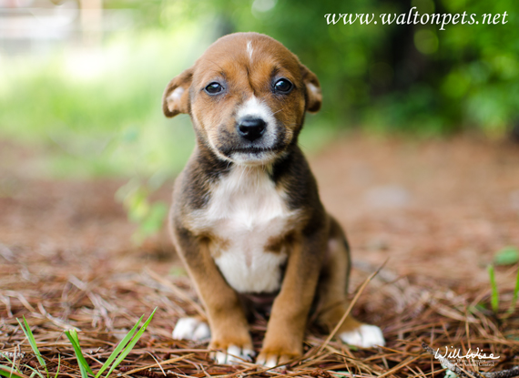 Walton County Genevive