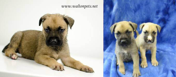 WaltonAnchovyPuppies