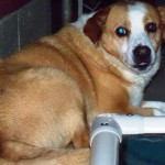 Adoptable Georgia Dogs for June 3, 2013