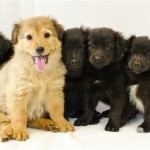 Georgia Political News for March 29, 2012 Sine Die edition