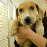 Georgia Political News for Tuesday, February 21, 2012