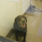 Georgia Political News for March 15, 2012