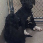 Adoptable Georgia Dogs for July 8, 2013