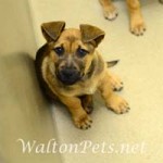 Georgia Political News for May 4, 2012