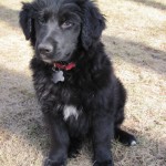 Georgia Political News for Friday, March 2, 2012