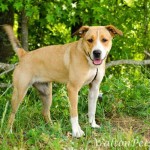 Georgia Political News for May 1, 2012