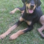 Adoptable Georgia Dogs for July 19, 2013