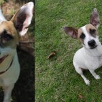 Adoptable Georgia Dogs for April 5, 2013