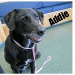 Adoptable Dogs in Georgia for March 7, 2013