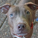 Adoptable Georgia dogs for May 1, 2013