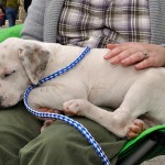 Georgia Political News for Wednesday, February 29, 2011