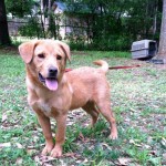 Georgia Political News for April 16, 2012 [UPDATED]