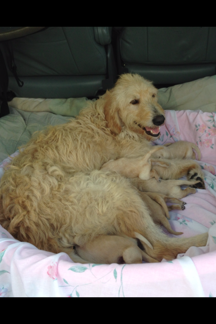 AngelsGoldenDoodle