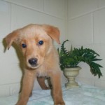 Help save eight Golden Retriever Mix puppies