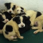 Georgia Political News for March 9, 2012