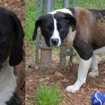 Adoptable Georgia dogs for May 17, 2018